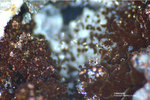 Odenwald Mineralien Reichenbach Borstein Haematit