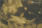 Odenwald Mineralien Nieder-Beerbach Glasberg Albit