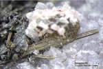 Odenwald Mineralien Waschenbach Betechtinit