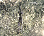 Odenwald Mineralien Waschenbach Hornblende