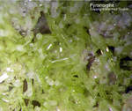 Odenwald Mineralien Katzenstein Pyromorphit