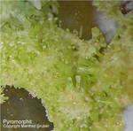 Odenwald Mineralien Katzenstein Pyromorphit