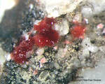Odenwald Mineralien Mackenheim Erythrin