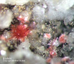 Odenwald Mineralien Mackenheim Erythrin