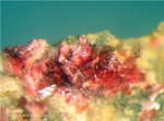 Odenwald Mineralien Mackenheim Erythrin