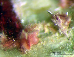 Odenwald Mineralien Mackenheim Roselith