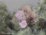 Eifel Mineralien Bellerberg Biotit