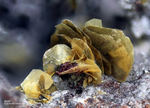 Eifel Mineralien Bellerberg Biotit