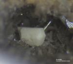 Eifel Mineralien Bellerberg Sodalith
