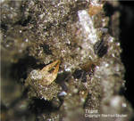 Eifel Mineralien Emmelberg Titanit