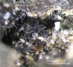 Eifel Mineralien Hannebacher Ley Perowskit