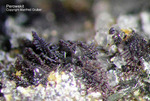 Eifel Mineralien Hannebacher Ley Perowskit