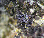 Eifel Mineralien Hannebacher Ley Perowskit