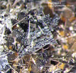 Eifel Mineralien Hannebacher Ley Perowskit