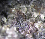 Eifel Mineralien Hannebacher Ley Perowskit