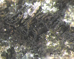 Eifel Mineralien Hannebacher Ley Perowskit