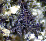 Eifel Mineralien Hannebacher Ley Perowskit