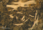Eifel Mineralien Liley Calcit