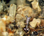 Eifel Mineralien Liley Nephelin