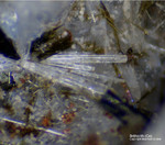 Eifel Mineralien Mendig Britholith