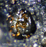 Eifel Mineralien Münsterbusch Stolberg Kupfer