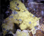 Odenwald Mineralien Nieder-Beerbach Glasberg Chalcedon