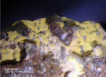 Odenwald Mineralien Nieder-Beerbach Glasberg Chalcedon