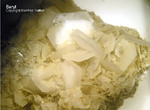 Odenwald Mineralien Nieder-Beerbach Glasberg Baryt