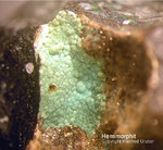 Harz Mineralien Glockenhütte Hemimorphit