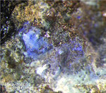 Eifel Mineralien Kall Hardystonit