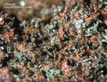 Eifel Mineralien Kall Lithargit