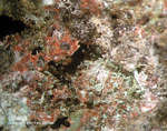 Eifel Mineralien Kall Lithargit
