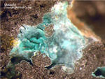 Eifel Mineralien Kall Malachit