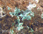 Eifel Mineralien Kall Malachit