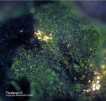 Eifel Mineralien Kall Paratacamit