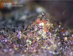Eifel Mineralien Kall Pyroxen