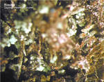 Eifel Mineralien Kall Rosasit