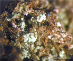 Eifel Mineralien Kall Rosasit