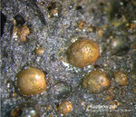 Eifel Mineralien Kall Kupfer