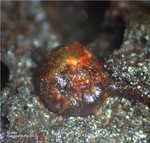 Eifel Mineralien Kall Kupfer