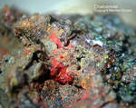 Mineralien Eifel Kall Chalkotrichit