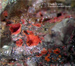 Mineralien Eifel Kall Chalkotrichit