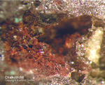 Mineralien Eifel Kall Chalkotrichit