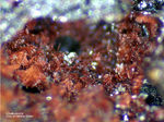 Mineralien Eifel Kall Chalkotrichit