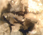 Eifel Mineralien Mendig Klinopyroxen