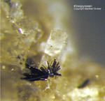 Eifel Mineralien Mendig Klinopyroxen