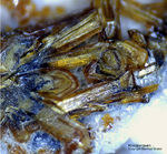 Eifel Mineralien Mendig Klinopyroxen
