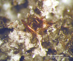 Eifel Mineralien Rothenberg Pseudobrookit