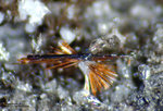 Eifel Mineralien Rothenberg Pseudobrookit