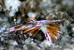 Eifel Mineralien Rothenberg Pseudobrookit